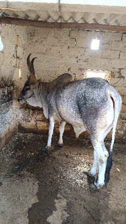 બળદ વેચવાનો છે ડાબી બાજુ હાલે