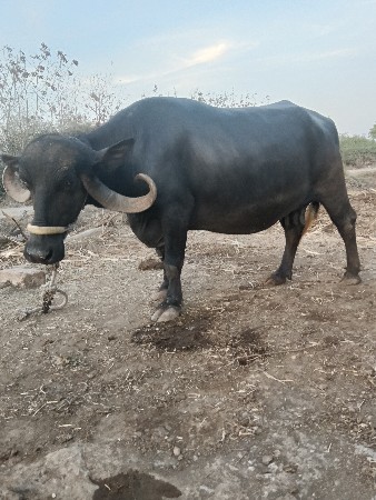 ભેંશ.વેશવાનીસે