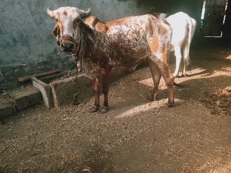 હોળકી વેચવાની છે