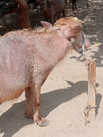 કેસરી ભૂરા