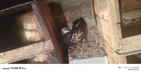કબુતર વેચવાના છે