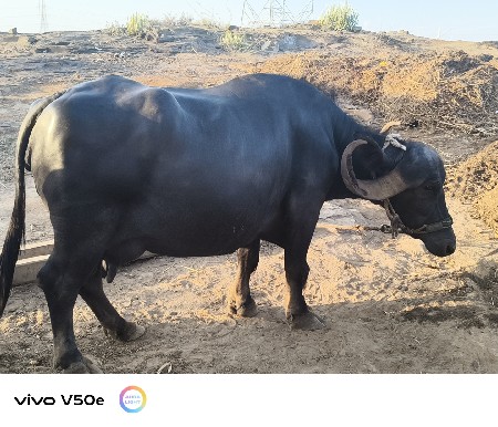 વેચવાનું