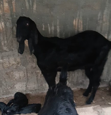 બોડી બકરી વેચવાની છે