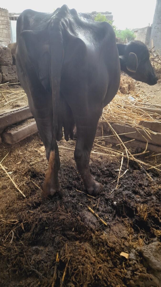 બીજું વેતર ગાભણીસે.