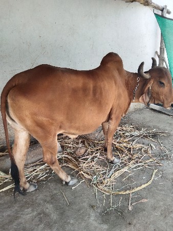 આ ગાય વેસવાની છે