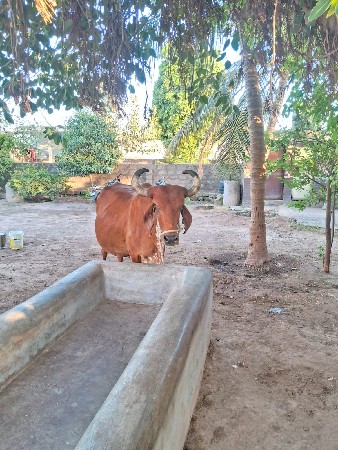 આ ગાય વેંચવા ની  છે