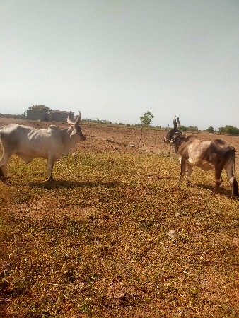 ગોધલા વેચવાના છે