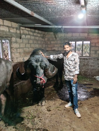 પાડો