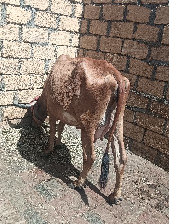 ગાય. વેચવાની