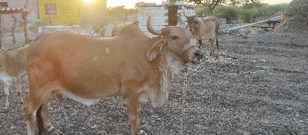 ગાય વેચવાની  છે