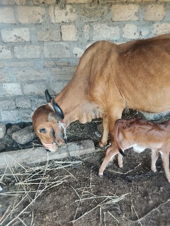 દ્ દેવભૂમિ દ્વારકા જિલ્લો