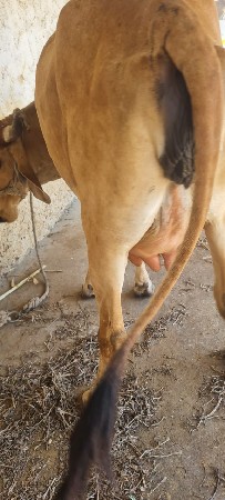 ગાય વેચવાની છે