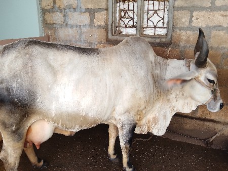 ગાય