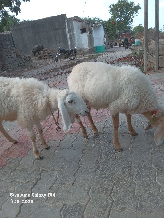 ઘેટા વેચવાના છે
