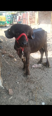 પાડો વેચવાનો છે