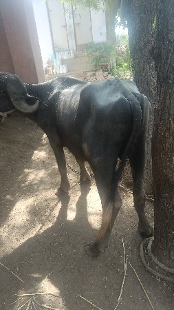 કારાભાઈ