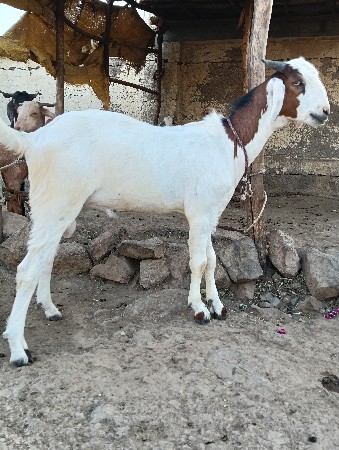 પોરબંદર જિલ્લો