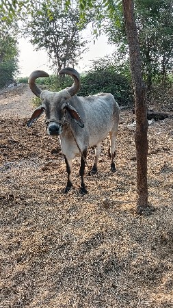 બળદ વેચવાનું છે