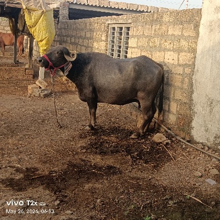 ભેંસ વેચવાની છે