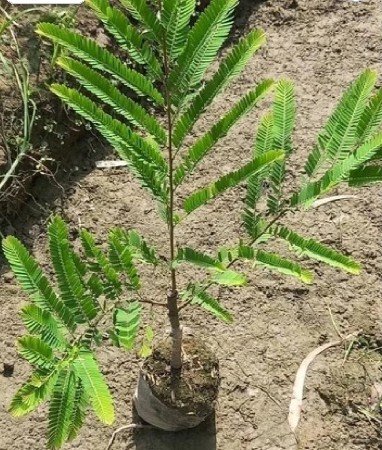 આમળા (chaikaya )