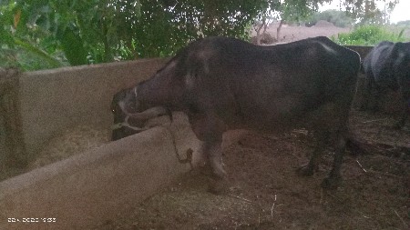 ભેંસ વેચવાની છે ચોથો મહિનો ચાલે