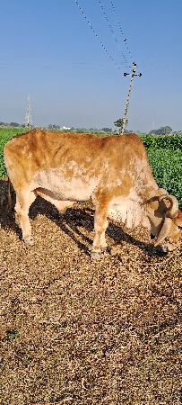 ફુલ પાણીયારો