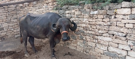 ભૅશ વૅચવાનિ પૅલુવૅતર છે