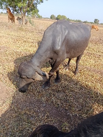 3 વેચવાની છે ભેંસ