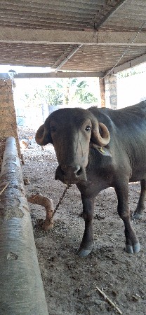 બે ખડેલા વેચવાના છે