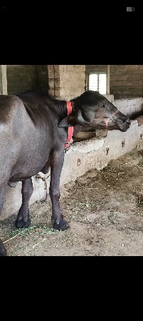 જાફરી પાડી
