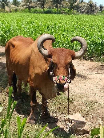 બળદ વેચવાનો છે