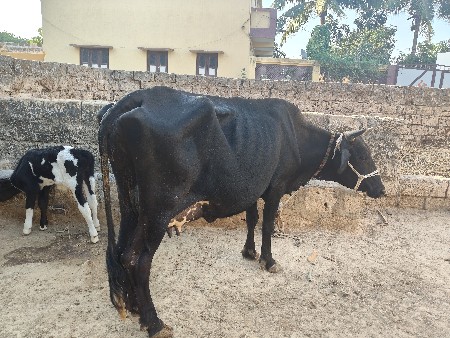 ગાય દેવાની સે