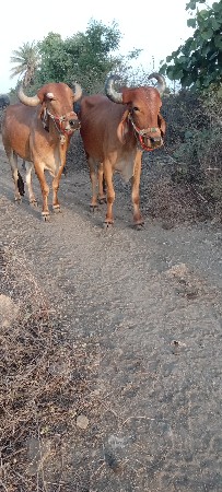 આ બળદ વેચવાના છે