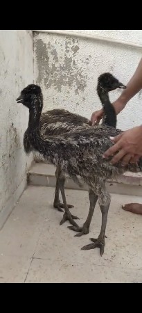 emu pair