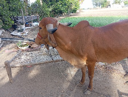 ગાય વેચવા ની છે