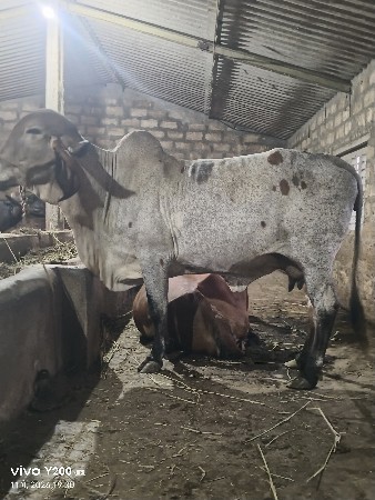 ગાય વેછવાની છે