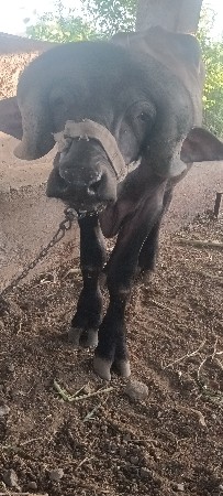 જાફરાબાદી પાડો
