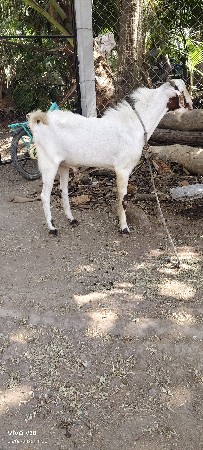 bakro patiro