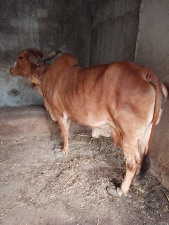 આ ગાય વેસવાની છે