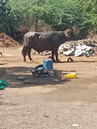 પાડો