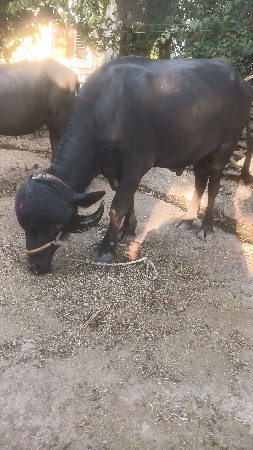પાડો વેચવાનો છે