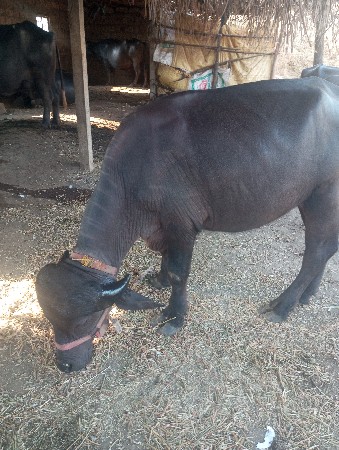પાડો
