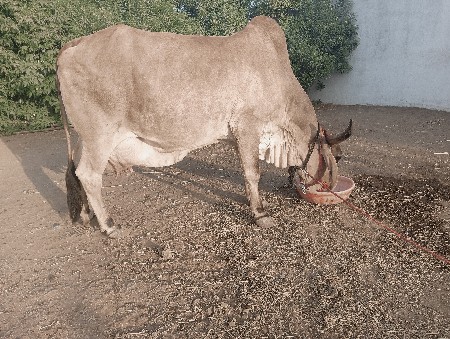 ગાય દેવાની છે