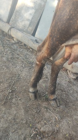 ગાય વેચવાની છે