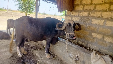 ભેંસ વેચવાની છે