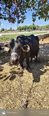 ભેંસ વેસવા ની છે