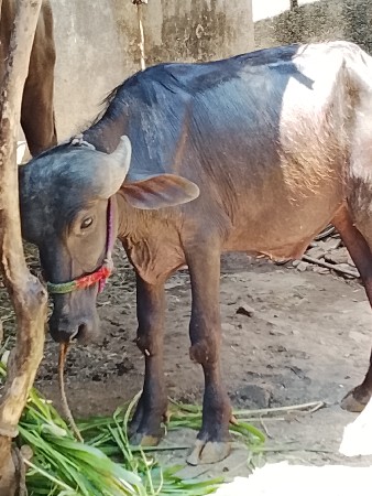 pado