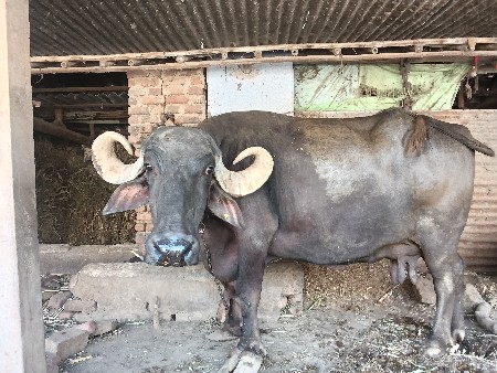 ભેંસ વેચવાની છે