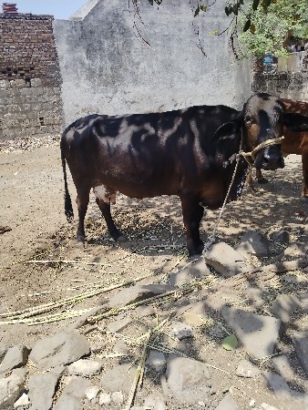ગાય વેચવાની છે બધી જવાબદારી