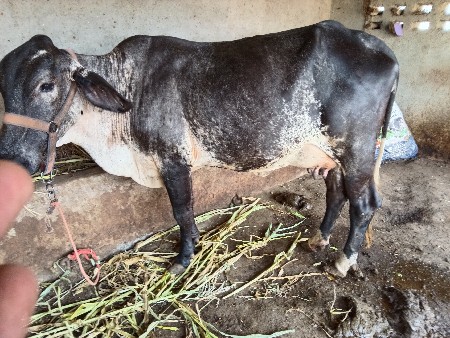 ગાય વેચવાની છે